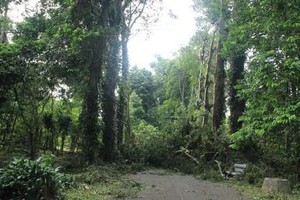 Cuaca Kondusif, Kebun Raya Bogor Kembali Dibuka