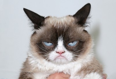 Grumpy Cat, Kucing Pemurung yang Jadi Selebriti