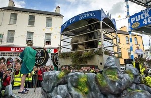 Di Irlandia, Kambing Diangkat Jadi Raja