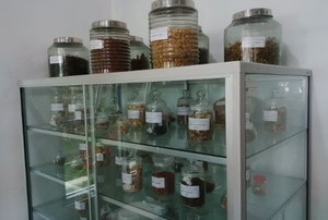 Hebat! Jamu Saintifik Asam Urat dan Hipertensi Sudah Setara Obat Modern