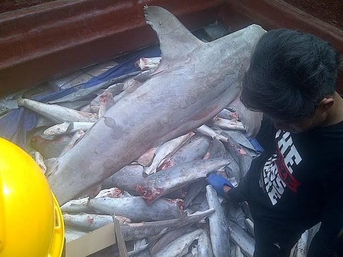 Blusukan Naik Kapal di Ambon, Menteri Susi Temui Nelayan Penyelundup Ikan Hiu