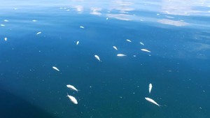 Puluhan Ikan Mati Akibat Bom di Dekat Pulau Derawan