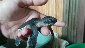Sangalaki, Pulau Konservasi Penyu di Berau