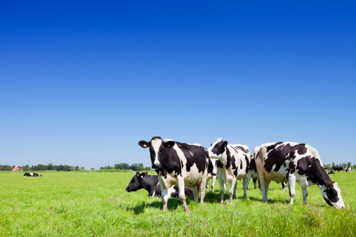 Inilah Perbedaan Daging Sapi Grass-Fed dan Grain-Fed