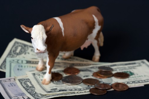 Inilah Perbedaan Daging Sapi Grass-Fed dan Grain-Fed
