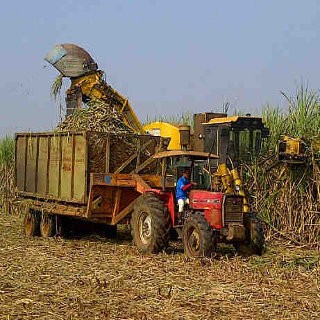 RI Masih Bergantung Gula Impor, Siapa yang Diuntungkan?