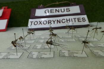 Yuk Lihat-lihat Isi Museum Nyamuk di Pangandaran