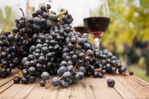 Produksi Anggur di Prancis Rendah Namun Akan Hasilkan Wine Bordeaux Langka