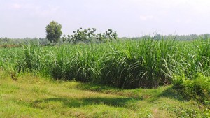 Bila Untung Bisa Beli Tanah, Sekali Rugi Petani Tebu Bobol Ratusan Juta