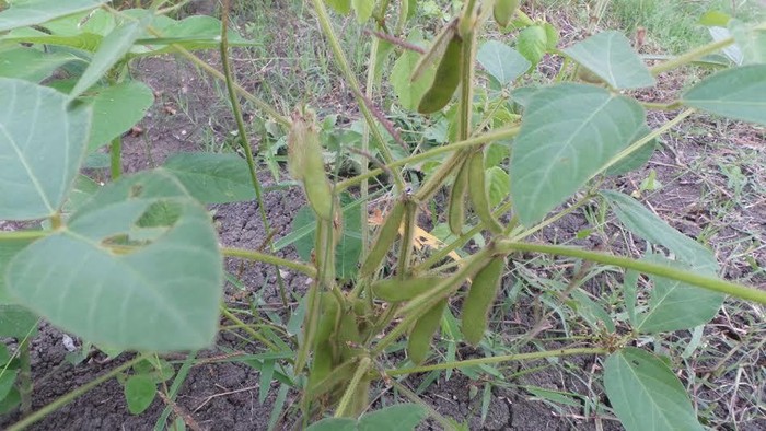 Perjuangan Petani Kedelai Grobogan di Tengah Serbuan Produk Impor