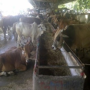 BPS: Tahun Depan Permintaan Daging Sapi Naik 8% Jadi 639.000 Ton
