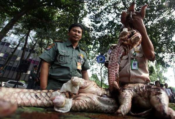 Banyak Diburu, Hewan Trenggiling Laku Rp 5 Juta/Kg