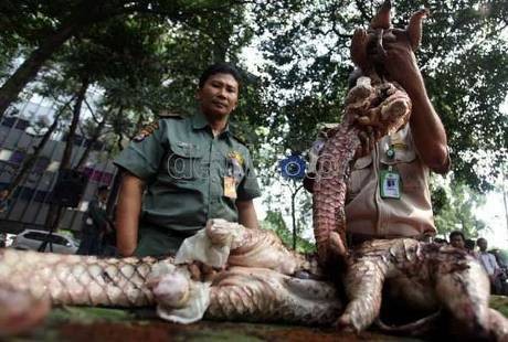 Hanya Demi Jadi Obat Kuat, Populasi Trenggiling di Dunia Menyusut Drastis