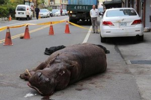 Kuda Nil Lompat ke Jalanan Taiwan Saat Diangkut dengan Truk, Warga Panik