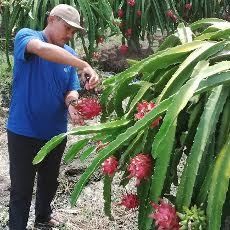 Petani Banyuwangi Untung Besar Saat Panen Buah Naga