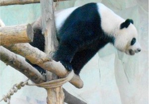 Bertemu Panda Lucu di Kebun Binatang Chiang Mai