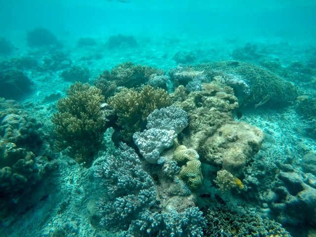 Cantiknya Taman Laut  Raja  Ampat  di Pulau Arborek