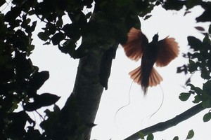 Ada Burung Surga di Raja Ampat!