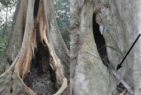 Korban Ebola Pertama Diduga Terjangkit karena Main di Pohon Ini
