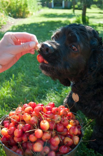 10 Jenis Makanan Manusia Ini Aman Dikonsumsi Anjing (1)
