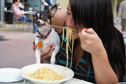 10 Jenis Makanan Manusia Ini Aman Dikonsumsi Anjing (1)