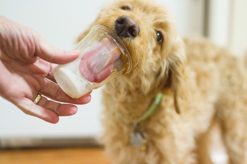 10 Jenis Makanan Manusia Ini Aman Dikonsumsi Anjing (2)