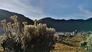 Pemandangan Menakjubkan di Gunung Gede