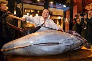 Meski Turun Harga, Seekor Bluefin Tuna Masih Terjual Ratusan Juta Rupiah