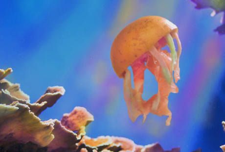 Begini Cara Unik Seniman untuk Kenalkan Buah dan Sayur pada Anak