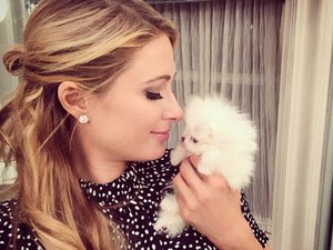 Paris Hilton Beli Anjing Lagi Seharga Rp 318 Juta