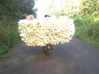 Foto: Widi Difrey Krisnanto.
