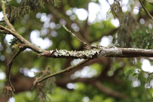 Bokeh Only