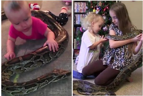 Sejak Usia 14 Bulan, Balita Ini Sudah Bermain dengan Ular Piton