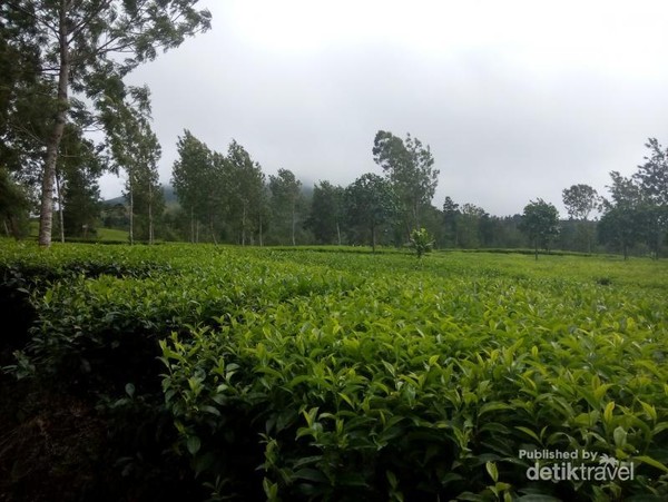 Ada Kebun  Teh  Seindah Ini di Kaki Gunung Sindoro