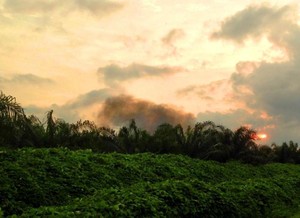 Terpesona Sunset di Perkebunan Kelapa Sawit Labuhanbatu