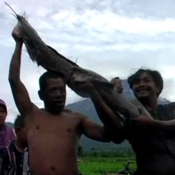 Ikan Lele Raksasa Ditemukan di Lumajang