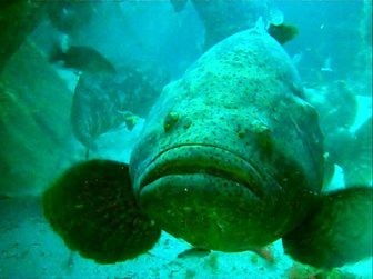 Dipercaya Bawa Hoki, Ikan Kerapu Laku Keras Saat Imlek