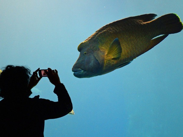 Gebrakan Menteri Susi Tahun Ini: Larang Penangkapan Ikan Napoleon