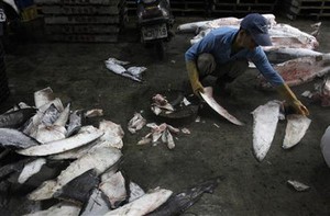 Sirip Laku Rp 4 Juta/Kg, Populasi Hiu Martil dan Koboi Terancam Punah