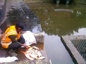 Ini Penyebab Puluhan Ikan di Kolam Taman Lansia Mati