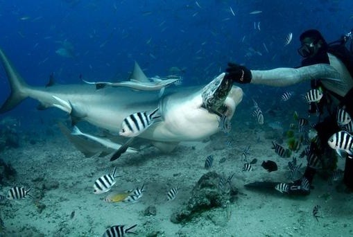 Berenang Bareng Hiu Lapar di Fiji, Berani?