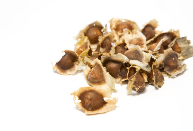 Jamur Chaga dan Moringa, Superfood Baru yang Disukai Selebriti Dunia