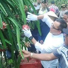 Bupati Anas Ingin Banyuwangi Jadi Tempat Wisata Petik Buah Naga