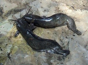 Tekan Impor Pakan, Eceng Gondok Bisa Disulap Jadi Makanan Ikan