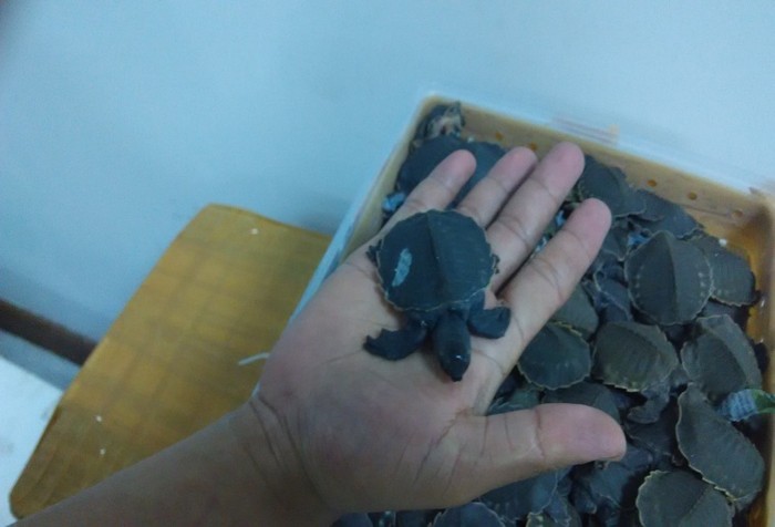 Selain Lobster Bertelur, Si Moncong Babi Juga Diselundupkan