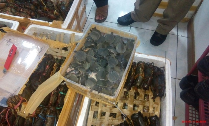 Jadi Obat Kuat, Si Moncong Babi Asal Papua Terancam Punah