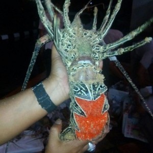 Menteri Susi Juga akan Larang Ekspor Benih Lobster