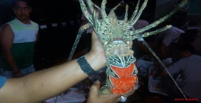 Menteri Susi Juga akan Larang Ekspor Benih Lobster