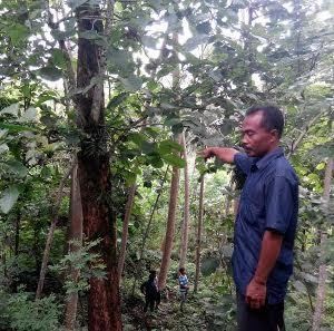 Pentingnya Legalitas Kayu Indonesia untuk Cegah Penebangan Liar