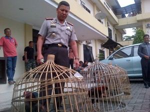 Sabung Ayam Beromzet Ratusan Juta Berlakukan Tiket Masuk Rp 400 Ribu